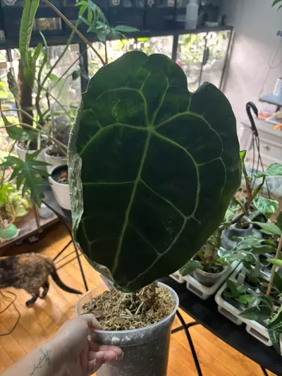 plant/anthurium Dark Forgetii massive-0-thumbnail