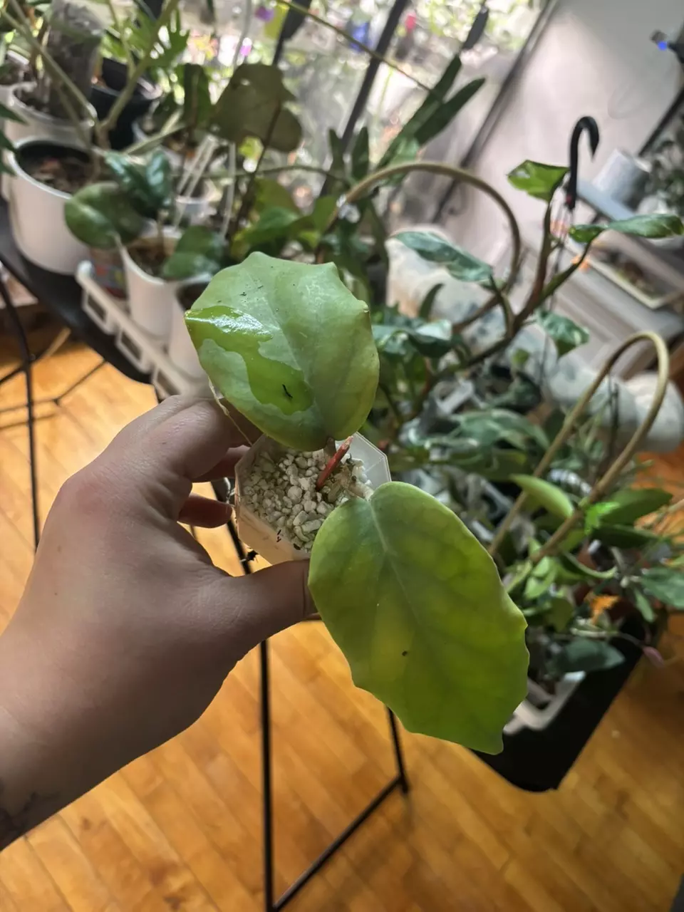 plant/Hoya Patcharawalai 029 wavy leaf-0
