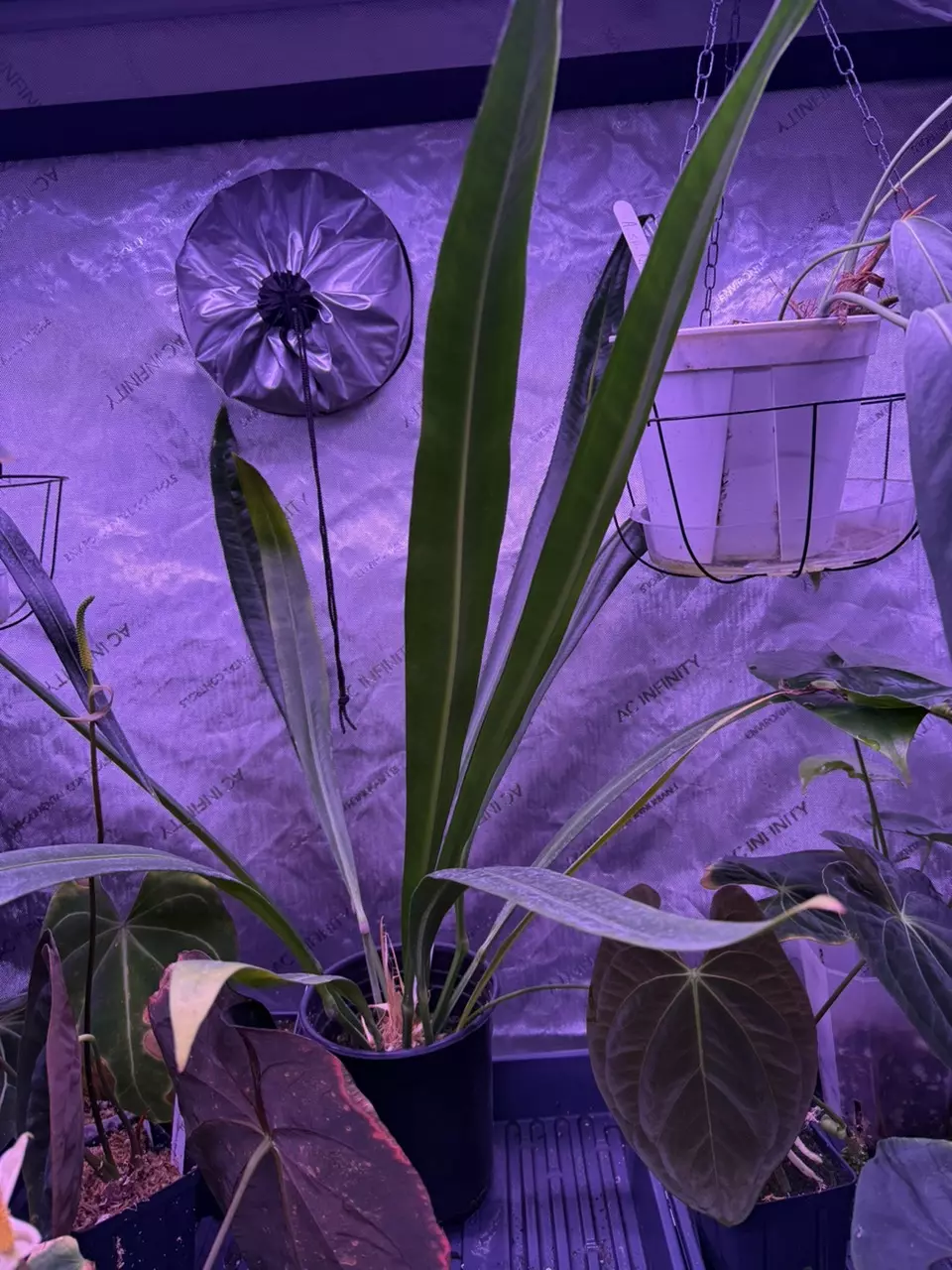 plant/A. carchiense x self x2 seeds-0