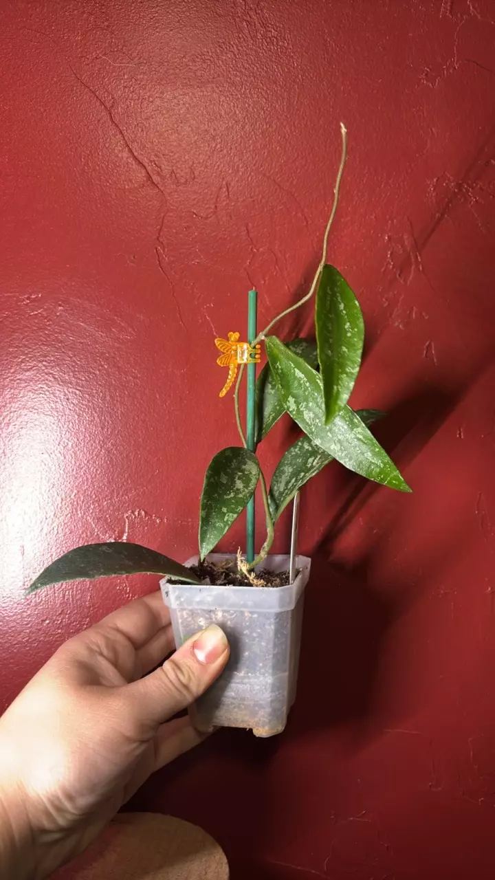 plant/Hoya Phuwuaensis silver splash-0