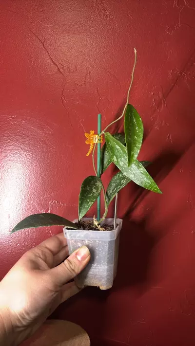 plant/Hoya Phuwuaensis silver splash-0-thumbnail