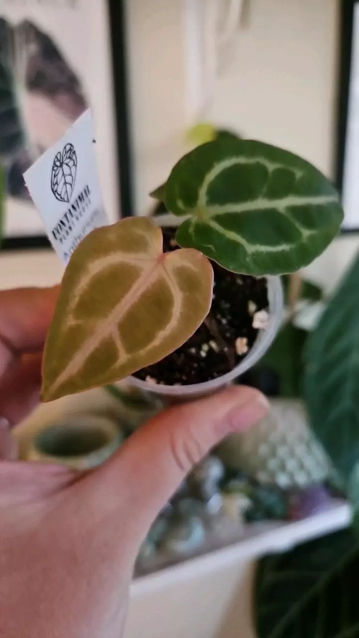 plant/pink lemonade x wonderboy startert1-0