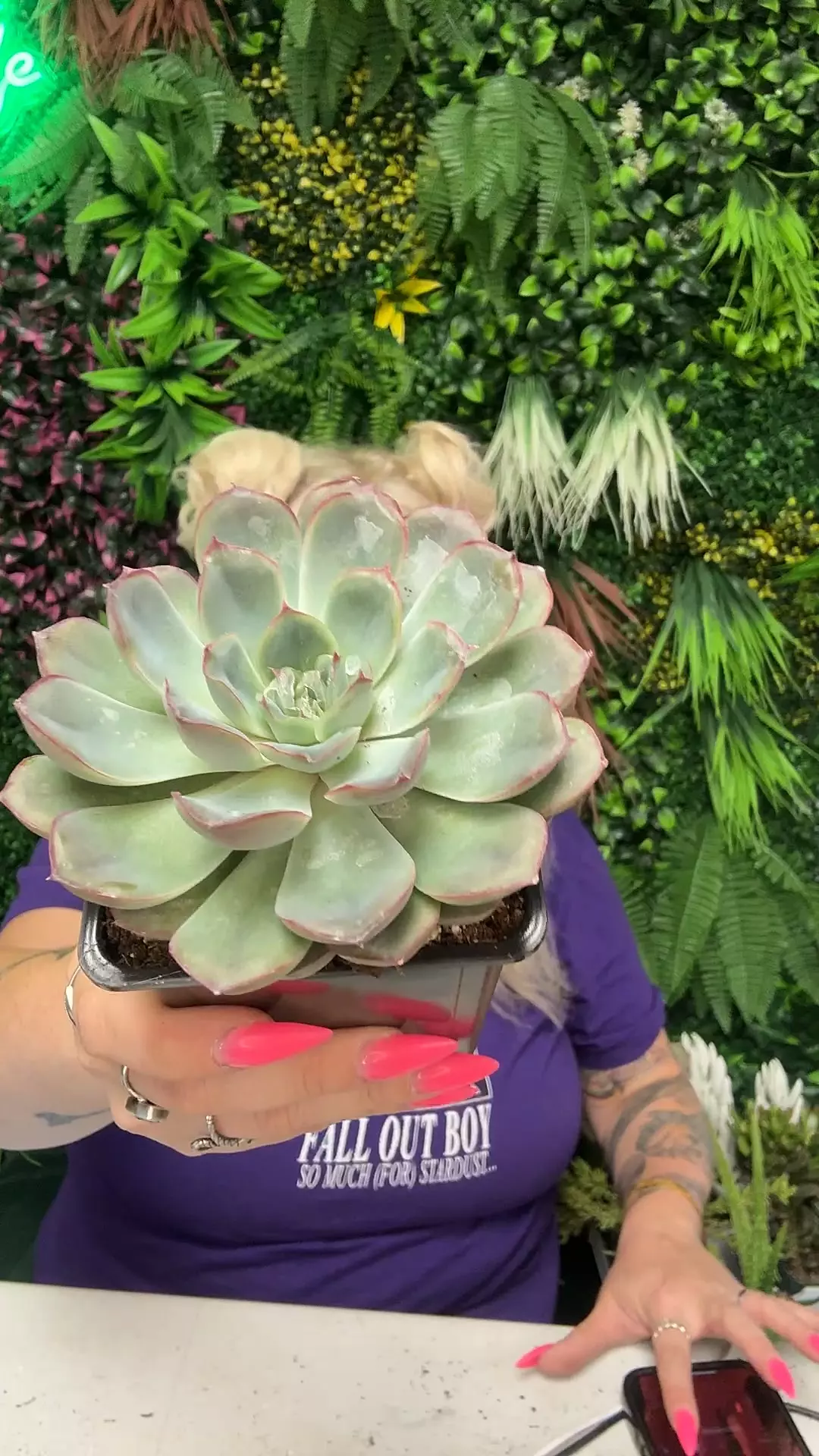 plant/Echevaria Hercules-0