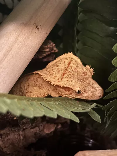 plant/INSULATE MY BOX-0-thumbnail