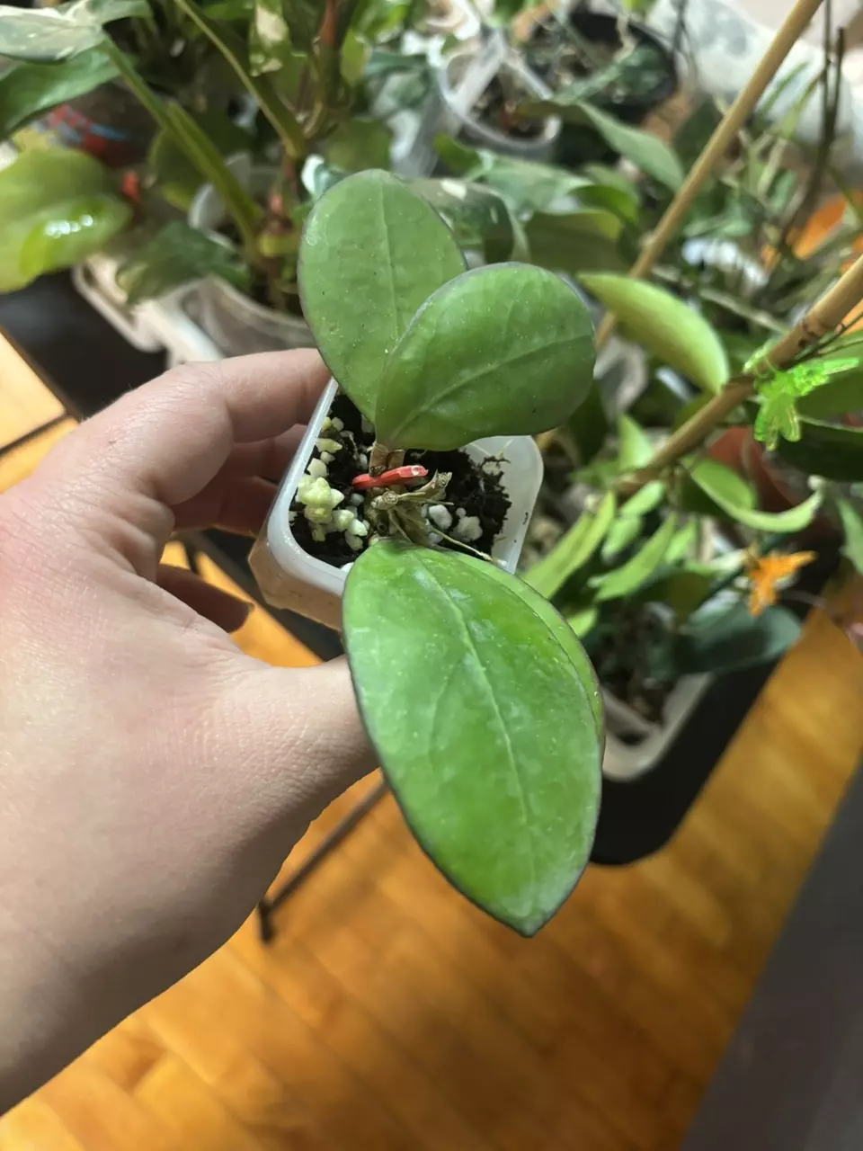 plant/Hoya Nathalie (dark margins)-0