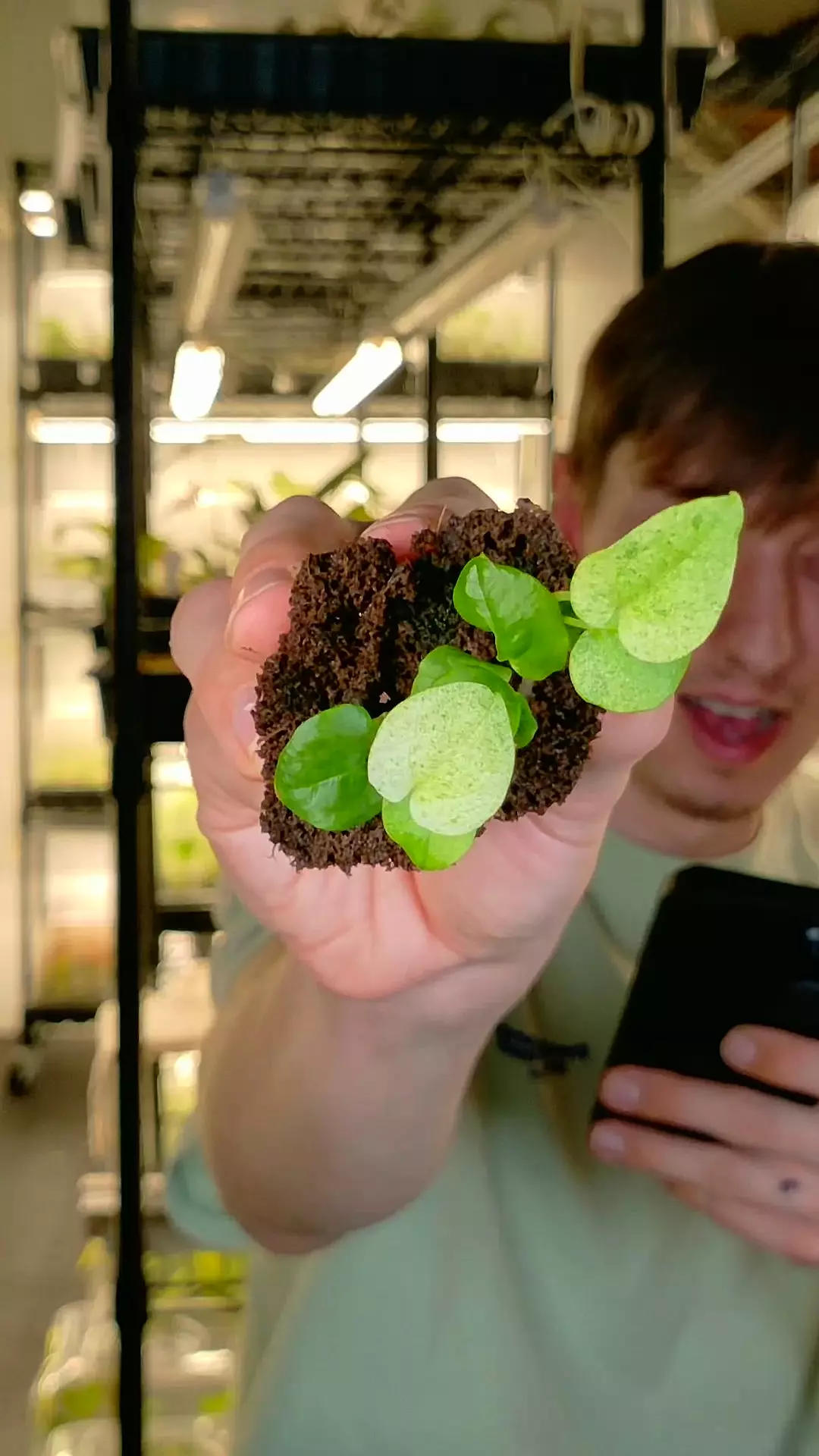 plant/anthurium dark phoenix variegated stater plugs-0