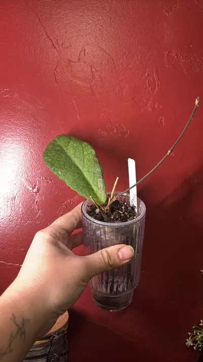 plant/Hoya Forbesii-0-thumbnail