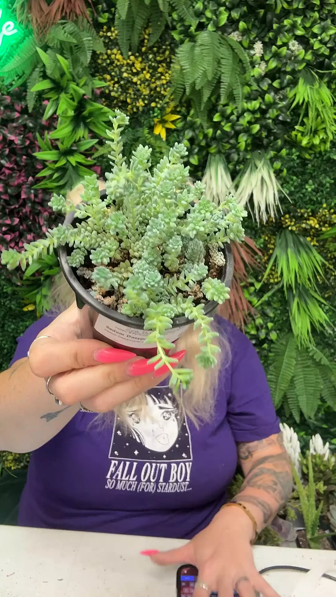 plant/Himalayan skies sedum-0