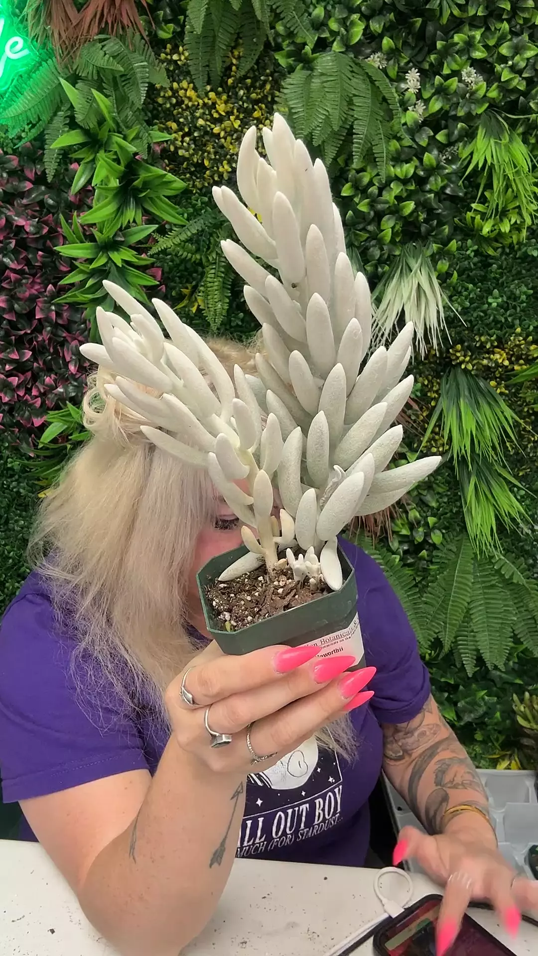 plant/senecio haworthii-0