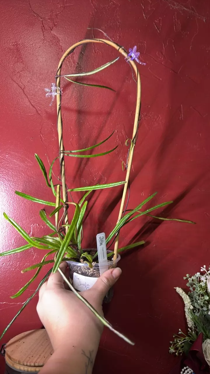 plant/Hoya insularis trellis-0