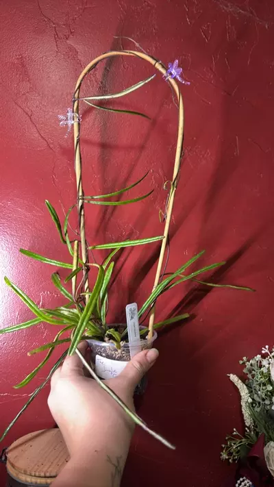 plant/Hoya insularis trellis-0-thumbnail