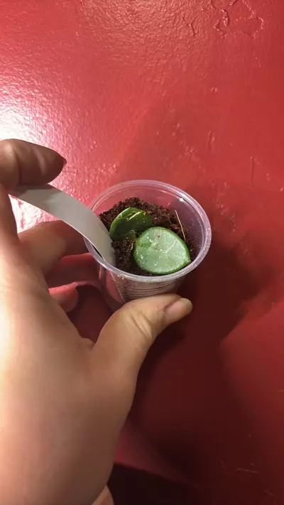 plant/Hoya Mathilde splash-0-thumbnail