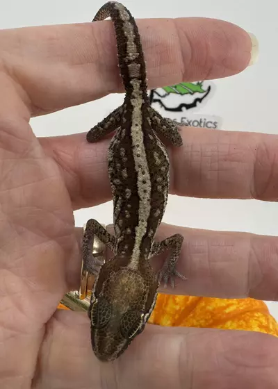 plant/Female 6.1g  Paroedura pictus gecko-0-thumbnail