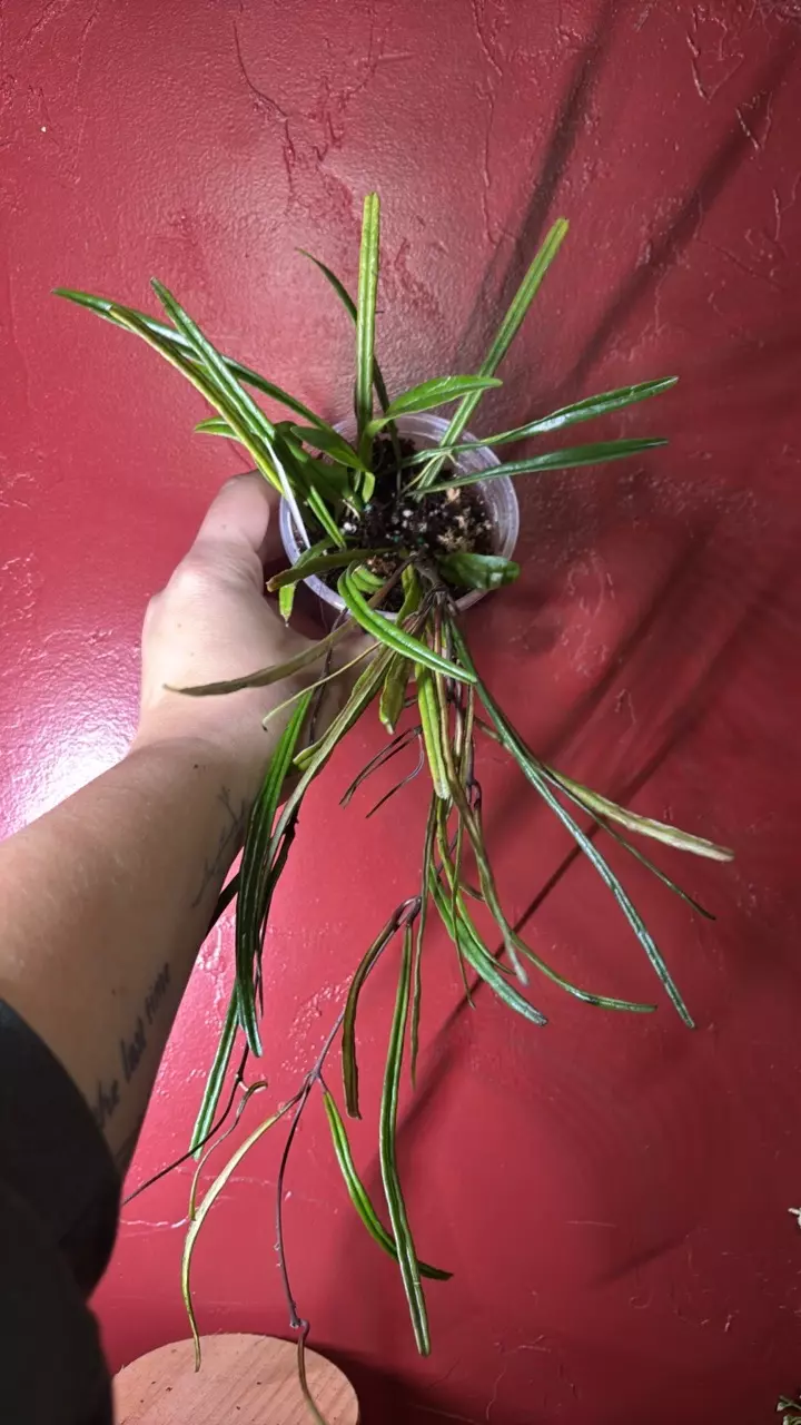 plant/Hoya Insularis-0