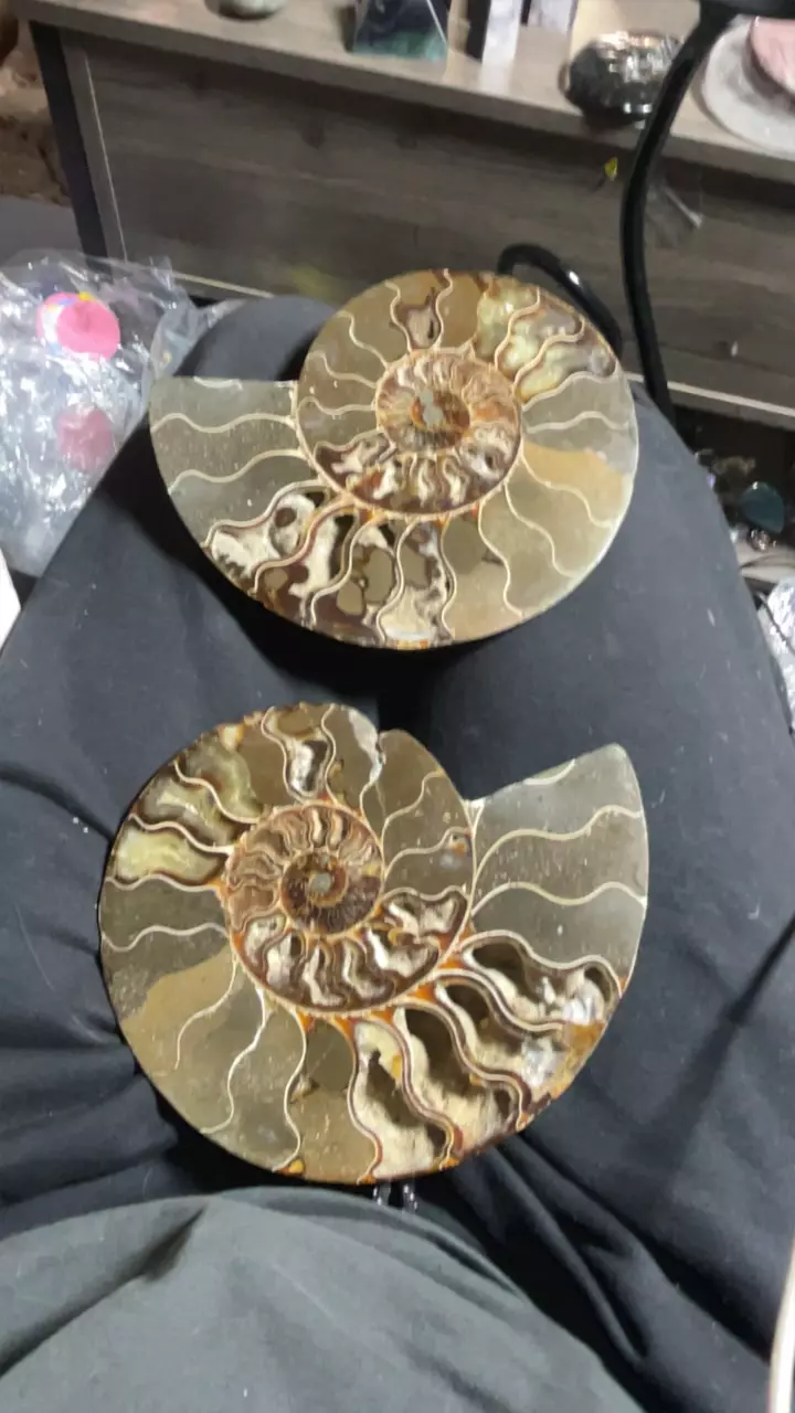 plant/Ammonite pair minor imperfection on one side-0