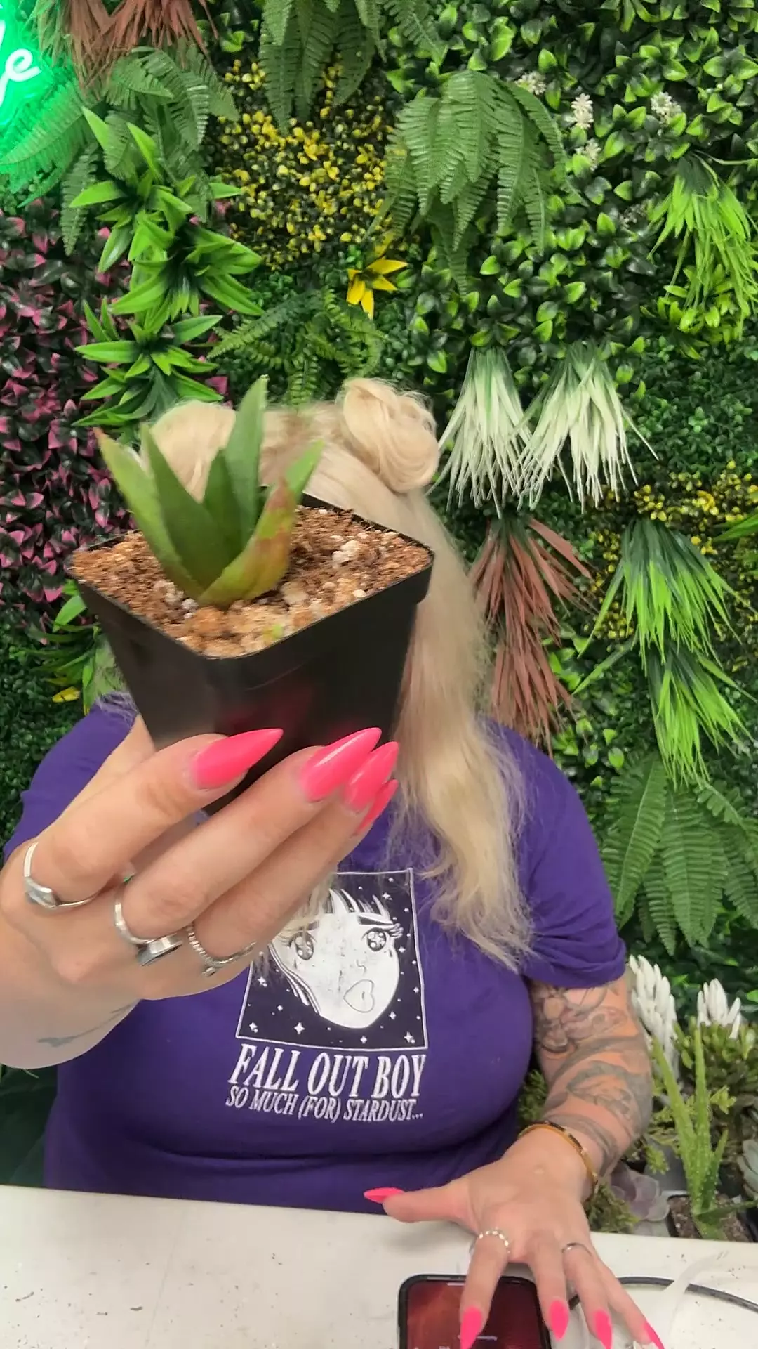 plant/haworthia pentagona-0