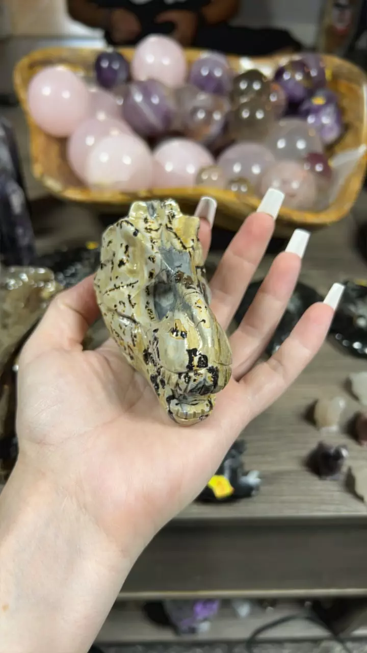 plant/Picture Jasper Dino Skull-0