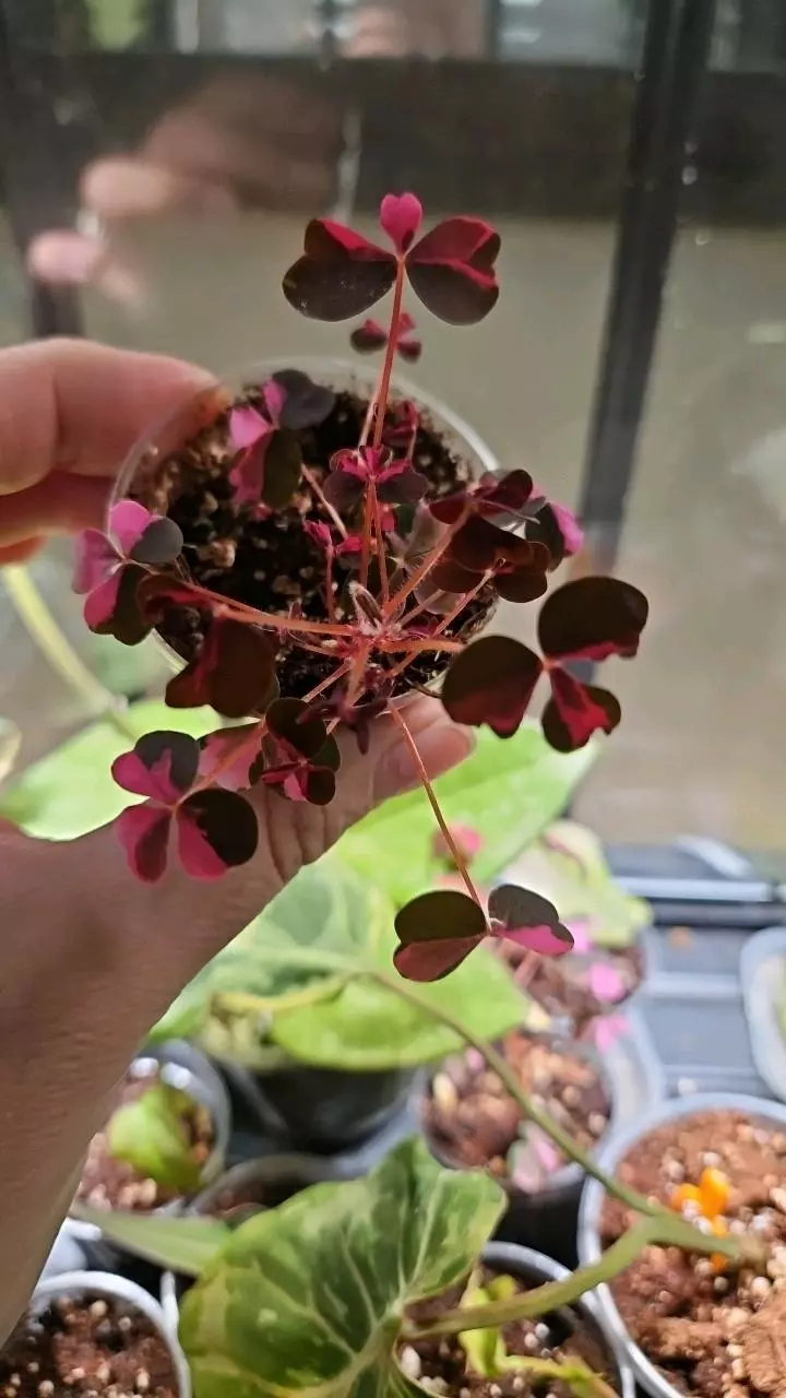 plant/oxalis verigated-0