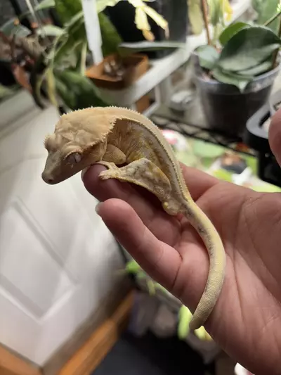 plant/ADD A HEAT PACK (72 Hours)-0-thumbnail