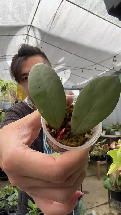 plant/8010 Hoya Erythna-0-thumbnail