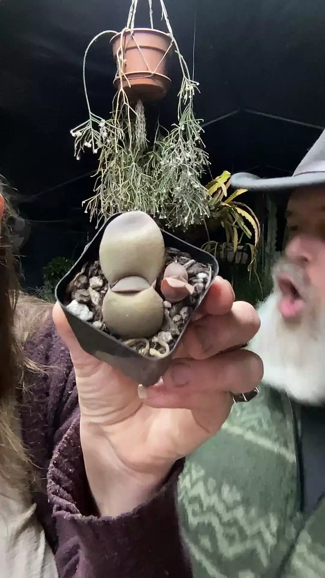 plant/Gasteria Ox Tongue 2”-0