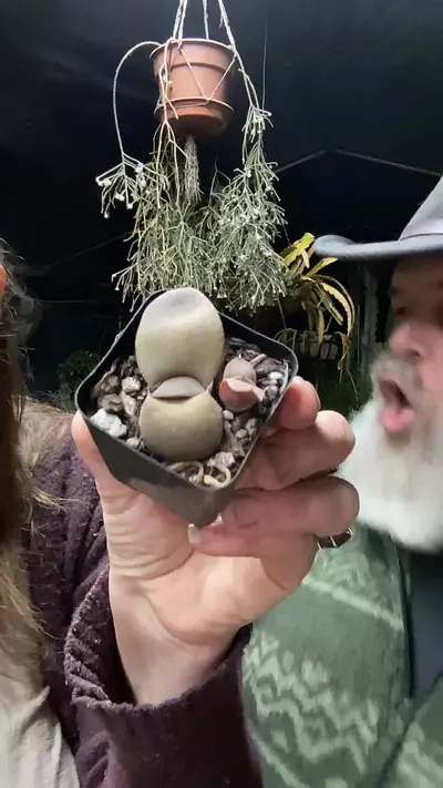 plant/Gasteria Ox Tongue 2”-0-thumbnail