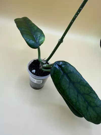 plant/globulosa-0-thumbnail