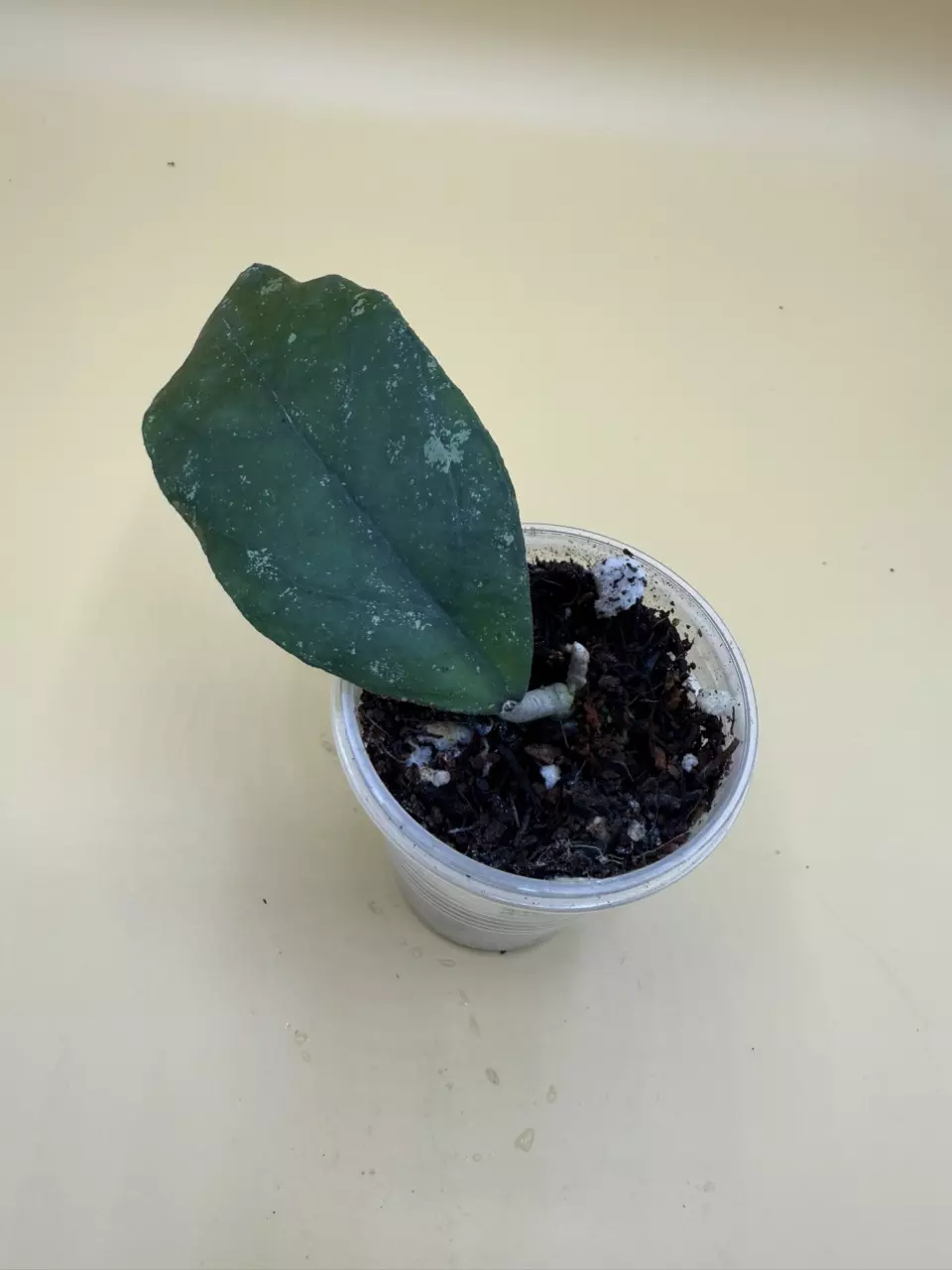 plant/finlaysonii sp Borneo-0