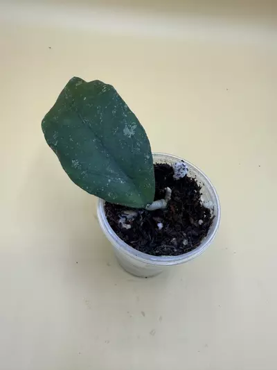 plant/finlaysonii sp Borneo-0-thumbnail