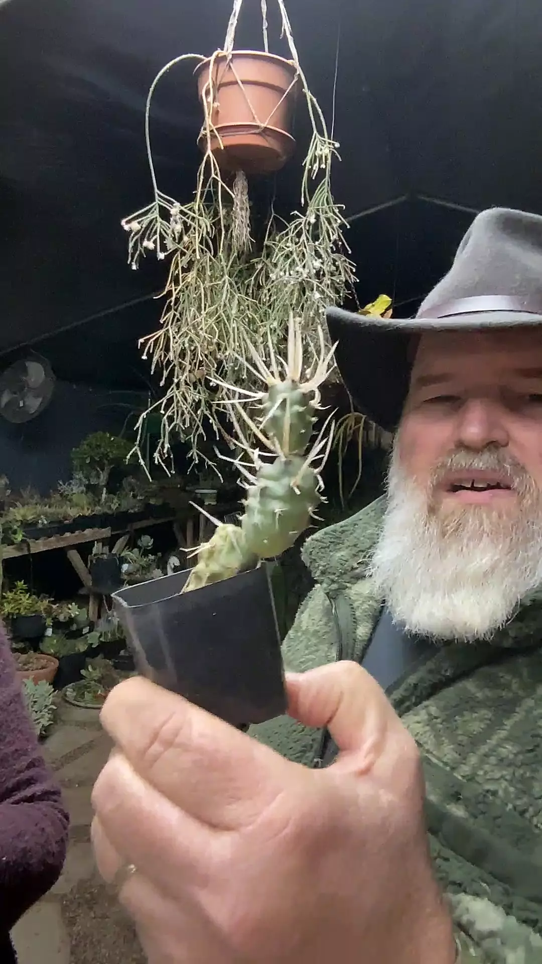 plant/Tephrocactus Paper Spine 2”-0