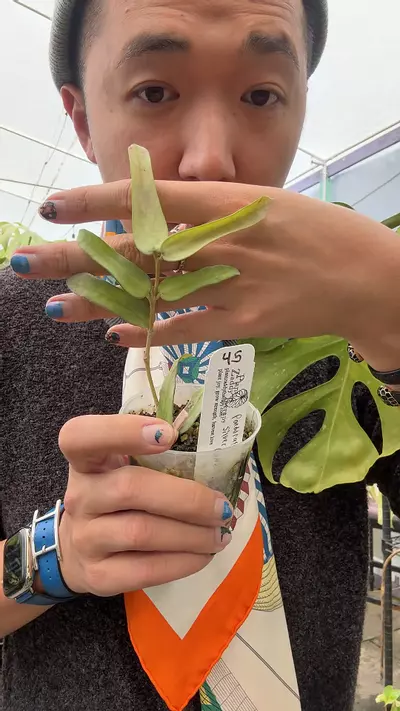 plant/8277 pandurata silver VN-0-thumbnail