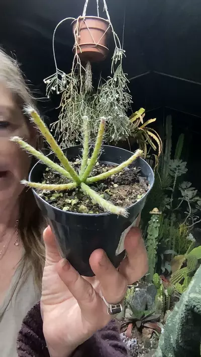 plant/Rhipsalis Pilocarpa 3”-0-thumbnail