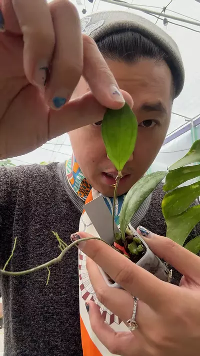 plant/8271 Hoya crassi clone 3-0-thumbnail