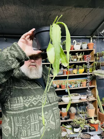 plant/Red Orchid Cactus 6”-0-thumbnail