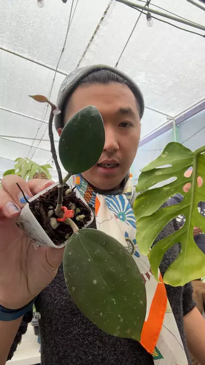 plant/8278 Hoya Battleground-0-thumbnail