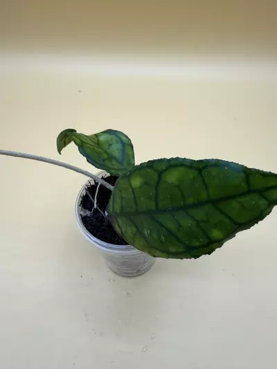 plant/finlaysonii-0-thumbnail