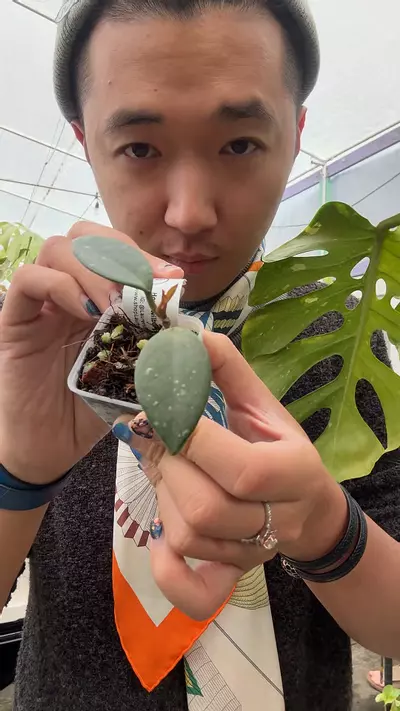 plant/8276 Hoya Russian Wilbur-0-thumbnail