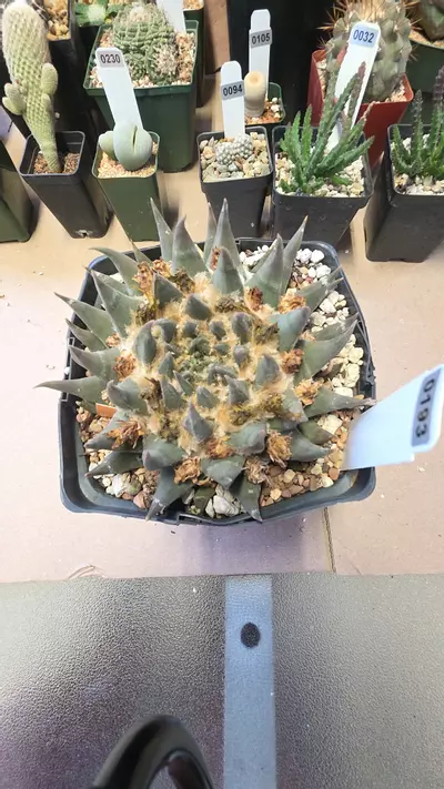 plant/Ariocarpus trigonus-0-thumbnail