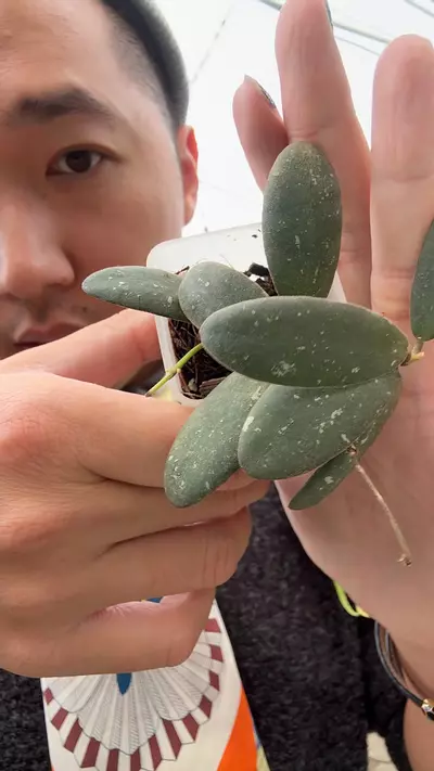 plant/8279 GPS 7240-0-thumbnail