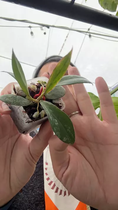 plant/0620 lacunosa obscura-0-thumbnail