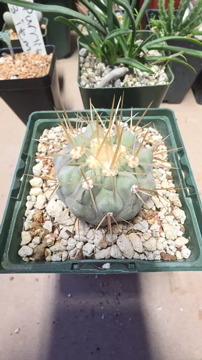 plant/Copiapoa cinerea albispina-0-thumbnail