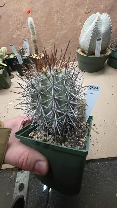 plant/Copiapoa longistaminea-0-thumbnail