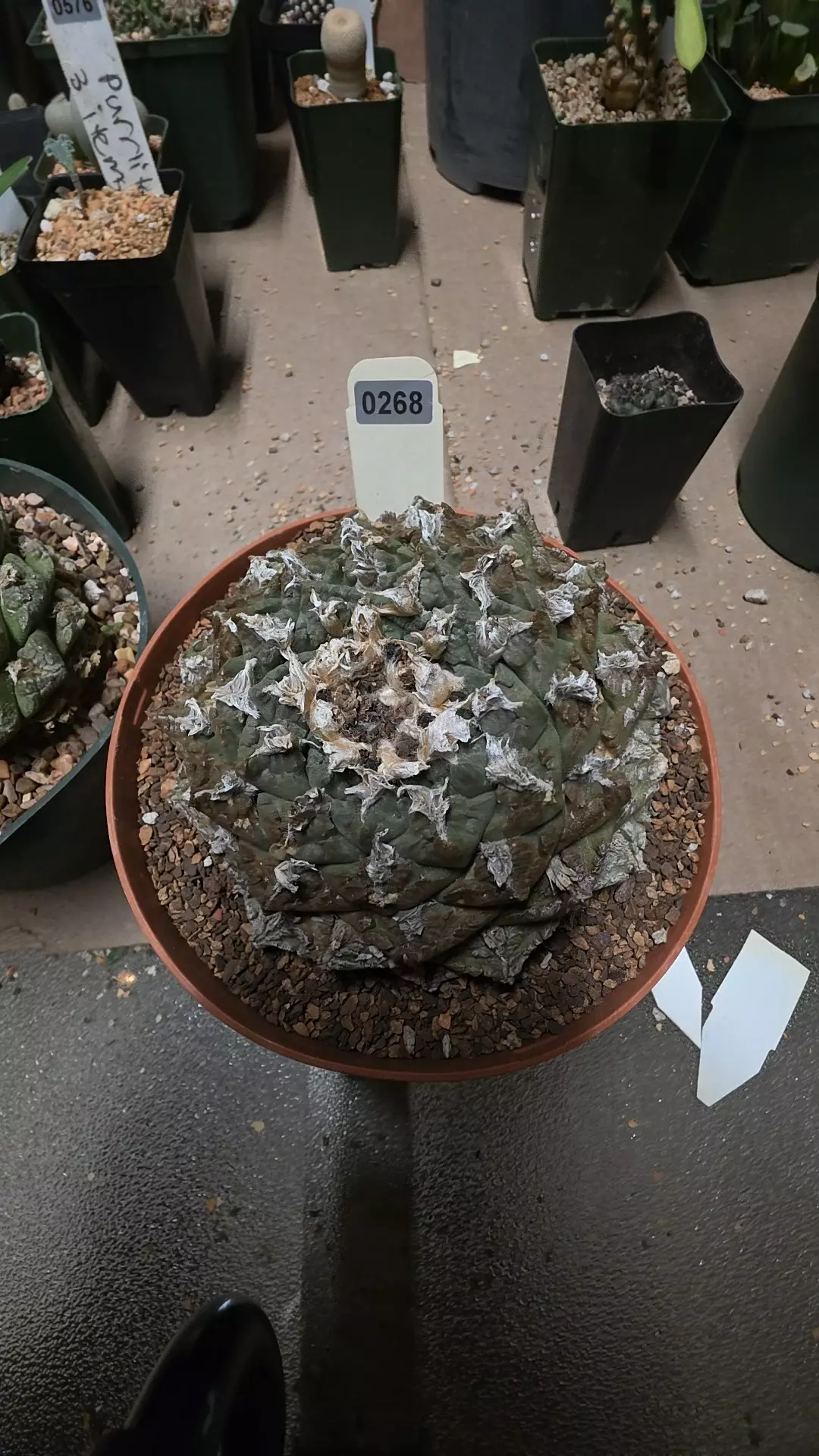 plant/Ariocarpus fissuratus seed grown-0