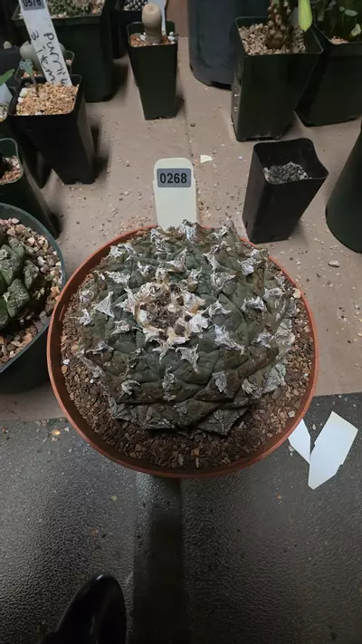 plant/Ariocarpus fissuratus seed grown-0-thumbnail