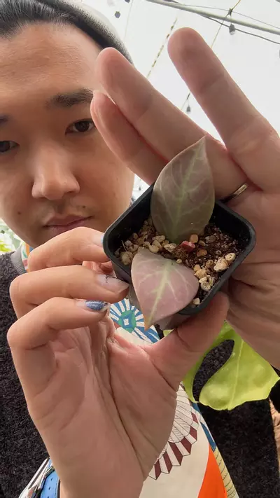 plant/8269 Cryptic Chrome-0-thumbnail