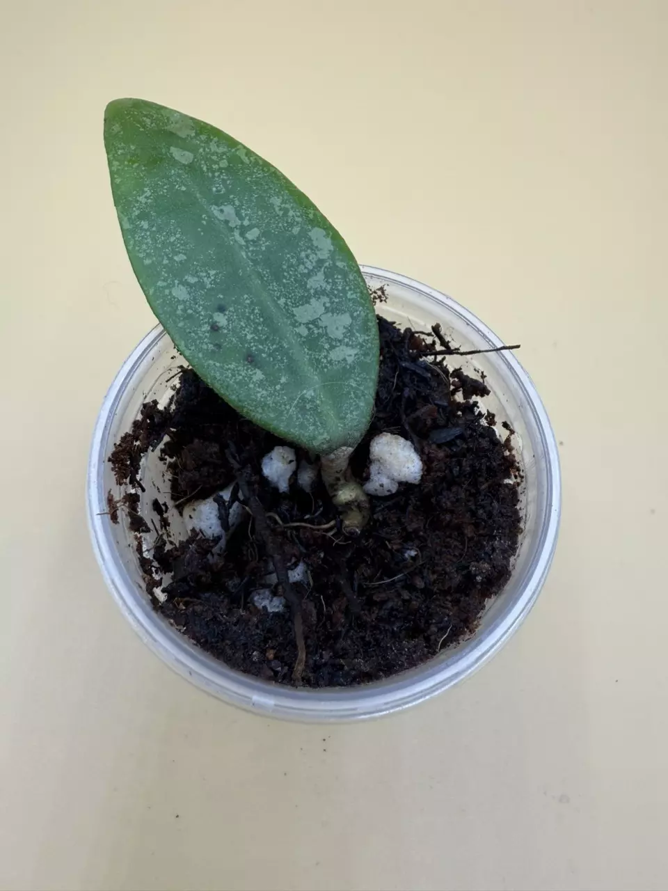 plant/finlaysonii panggha silver-0