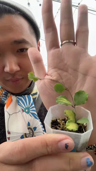 plant/8270 hoya kanyakumariana var inner-0-thumbnail