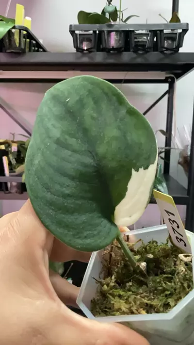 plant/3731 jjb-0-thumbnail