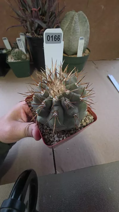 plant/Copiapoa cinerea albispina-0-thumbnail