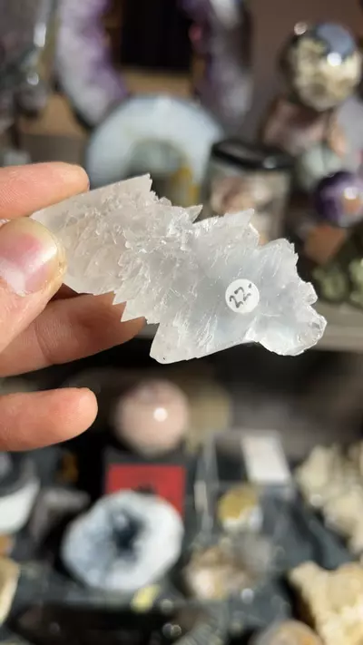 plant/Fishtail Selenite-0-thumbnail
